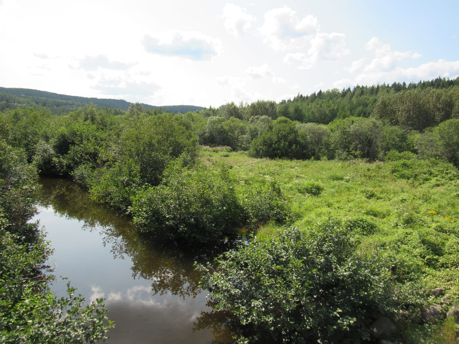 Wetlands: Jewels or Nightmare