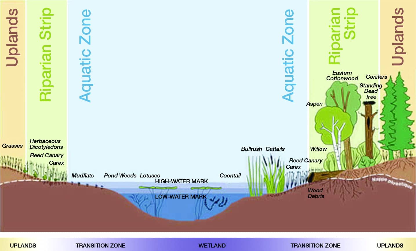 A typical wetland