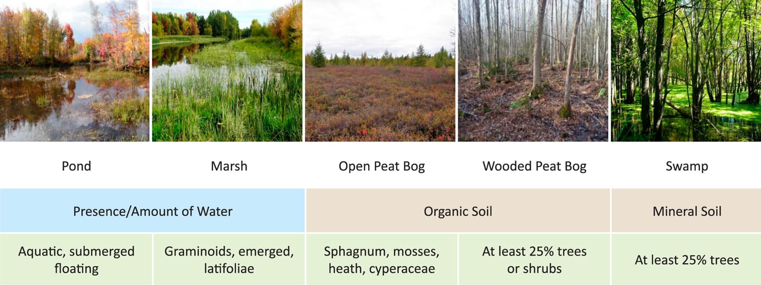 Wetlands: Jewels or Nightmare