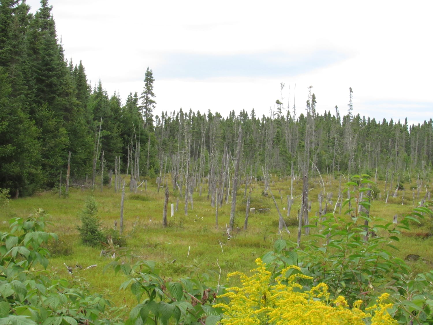 Wetlands: Jewels or Nightmare